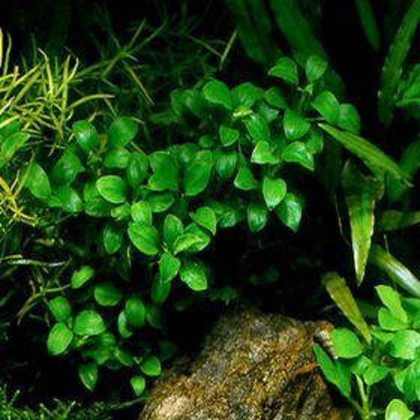 BUY 2 GET 1 FREE Anubias Nana Petite Easy Live Aquarium Plant