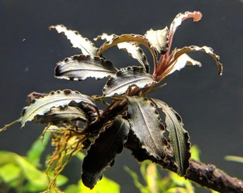 BUY 2 GET 1 FREE Bucephalandra Buce Godzilla Kedagang Red Easy Live Aquarium Plants