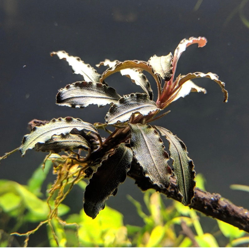 BUY 2 GET 1 FREE Bucephalandra Buce Godzilla Kedagang Red Easy Live Aquarium Plants image 1