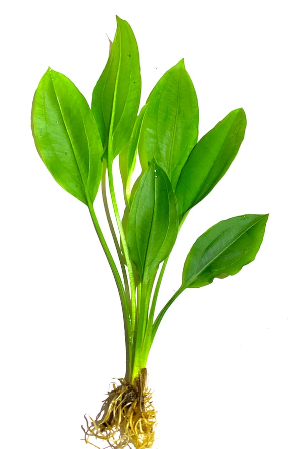 3x Amazon Sword Echinodorus Bleheri Live Aquarium Plants