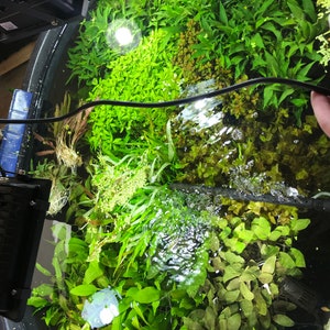 50 Live Aquarium Plants Aquatic Plant Variety Pack 50 Freshwater Plants