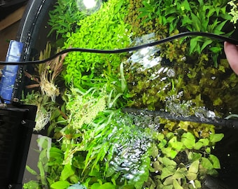 50 Live Aquarium Plants Aquatic Plant Variety Pack 50 Freshwater Plants