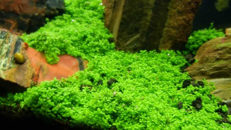 Micranthemum Monte Carlo Tweediei Easy Carpet Live Aquarium Plants BUY 2 GET 1 FREE afbeelding 9