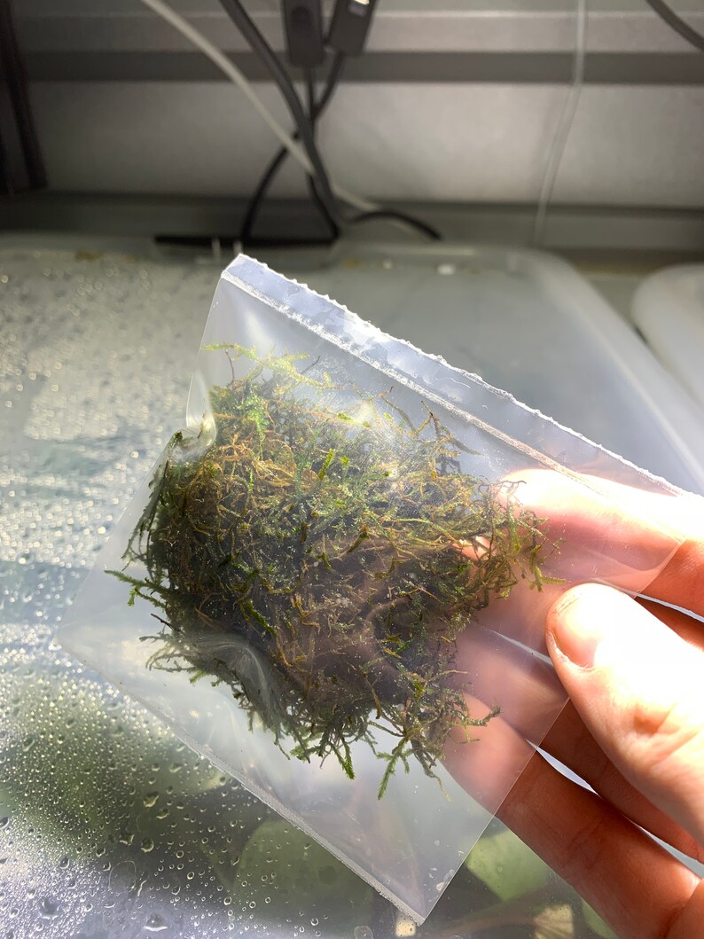 BUY 2 GET 1 FREE Java Moss Taxiphyllum Barbieri Easy Live Etsy