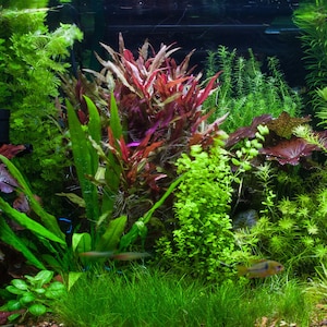May include: A lush, green aquarium with a variety of plants, including red, green, and brown varieties. The aquarium is home to several small fish.