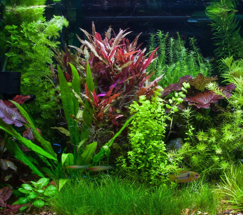 May include: A lush, green aquarium with a variety of plants, including red, green, and brown varieties. The aquarium is home to several small fish.