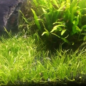 May include: A close-up of a freshwater aquarium with green aquatic plants, including a large rock and a dark gravel substrate.
