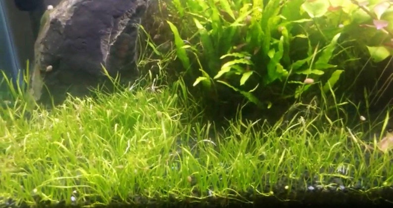 May include: A close-up of a freshwater aquarium with green aquatic plants, including a large rock and a dark gravel substrate.