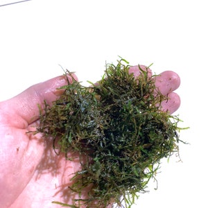 Java Moss Vesicularia Dubyana Half Pound Live Aquarium Plants image 10