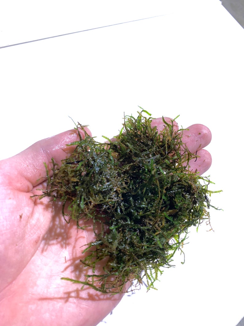 Java Moss Vesicularia Dubyana Half Pound Live Aquarium Plants image 10