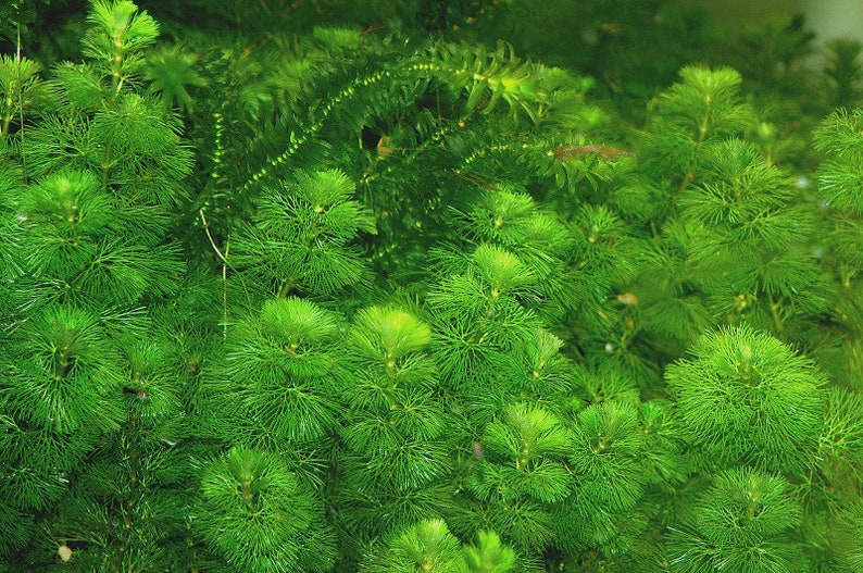 Cabomba Caroliniana Easy Live Aquarium Plants Aquatic Plants BUY 2 GET 1 FREE image 4