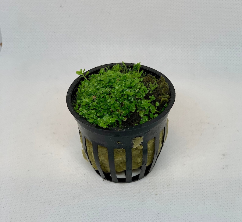 Dwarf baby tears live aquarium plant