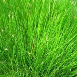 May include: Close-up of a patch of green grass with long blades.