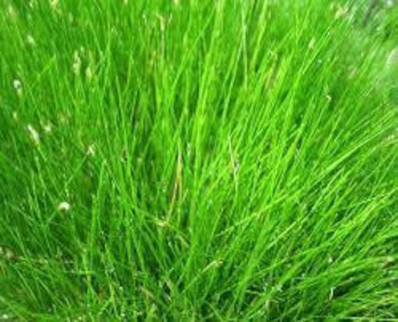 May include: Close-up of a patch of green grass with long blades.