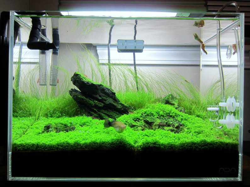 May include: A planted freshwater aquarium with a green carpet of grass, a large rock, and a small fish swimming in the foreground. The aquarium has a clear glass tank with a black frame and a black background.
