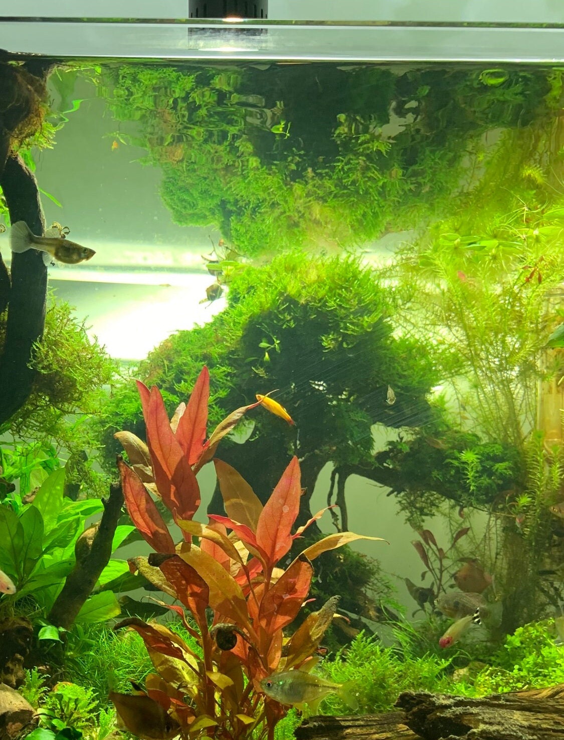 Java Moss | Easy Low Light Aquarium Moss for Beginners – Aqua Essentials