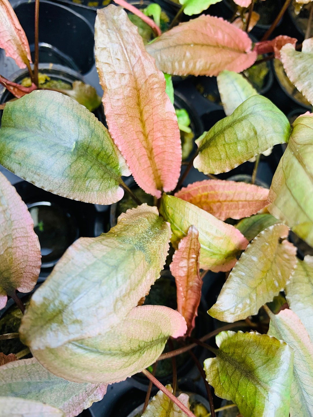 Cryptocoryne Pink Flamingo Crypt Pink Panther Live Aquarium