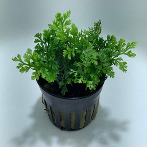 BUY 2 GET 1 FREE Mini Bolbitis Bolbitis Heudelotii Live Aquarium Plants Aquatic Plants image 1