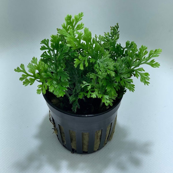 BUY 2 GET 1 FREE Mini Bolbitis Bolbitis Heudelotii Live Aquarium Plants Aquatic Plants