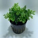 see more listings in the Mid Ground Plants section
