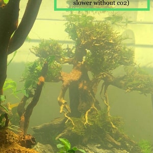 BUY 2 GET 1 FREE Christmas Moss Xmas Moss Vesicularia Montagnei Easy Live Aquarium Plants Willow Moss image 7