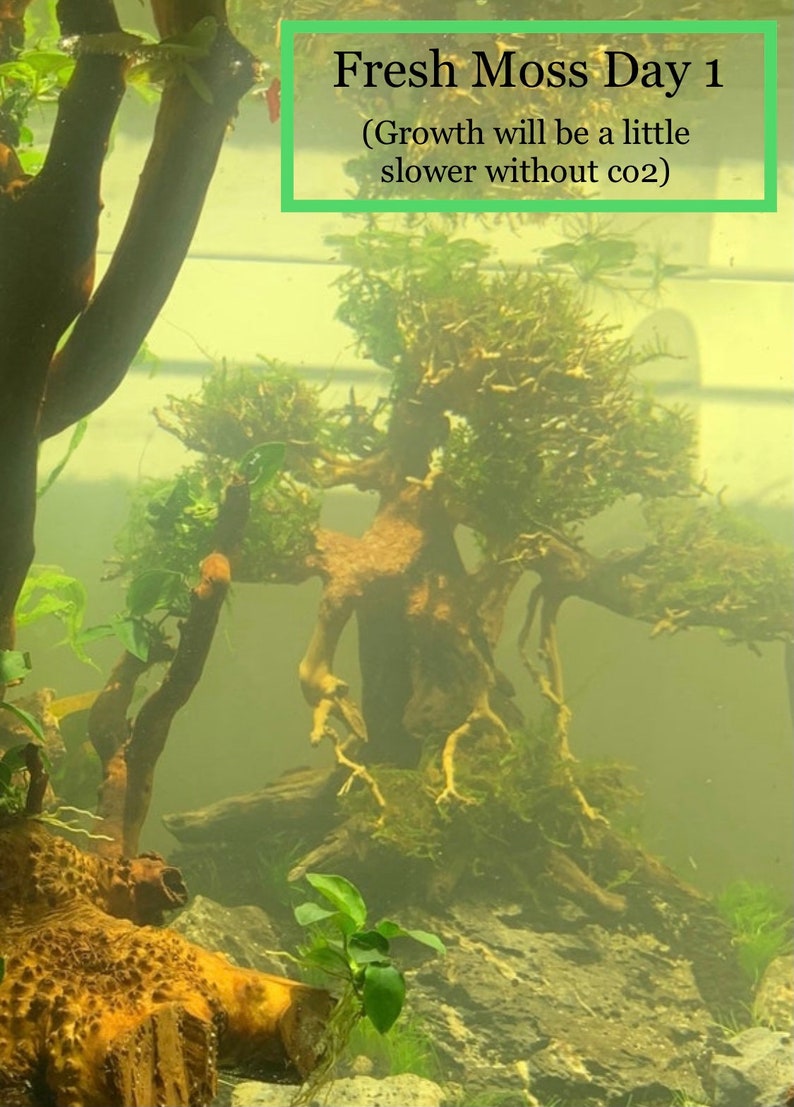 BUY 2 GET 1 FREE Christmas Moss Xmas Moss Vesicularia Montagnei Easy Live Aquarium Plants Willow Moss image 7