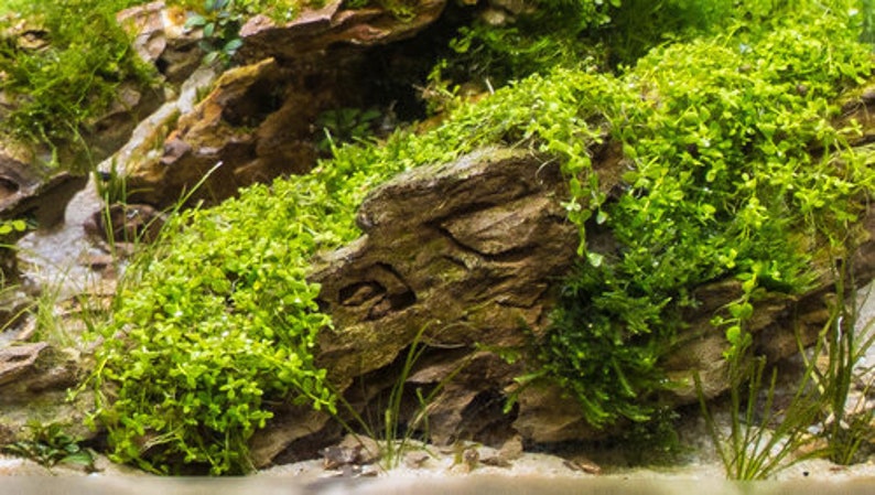 May include: A close-up of a rock covered in green moss. The moss is growing in a thick layer, covering the entire surface of the rock. The rock is brown and has a rough texture.