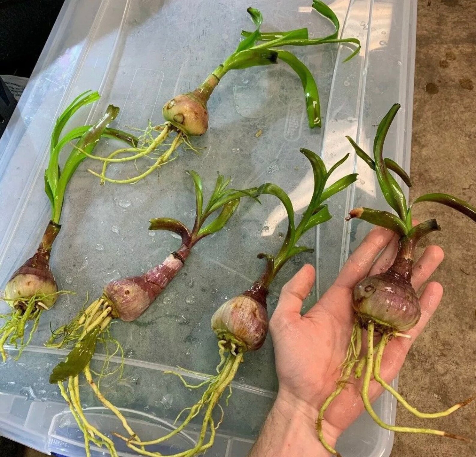 Crinum Thaianum Thai Onion Water Onion Live Aquarium Plants Etsy