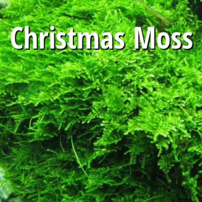 BUY 2 GET 1 FREE Christmas Moss Xmas Moss Vesicularia Montagnei Easy Live Aquarium Plants Willow Moss image 6