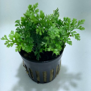 BUY 2 GET 1 FREE Mini Bolbitis Bolbitis Heudelotii Live Aquarium Plants Aquatic Plants image 2