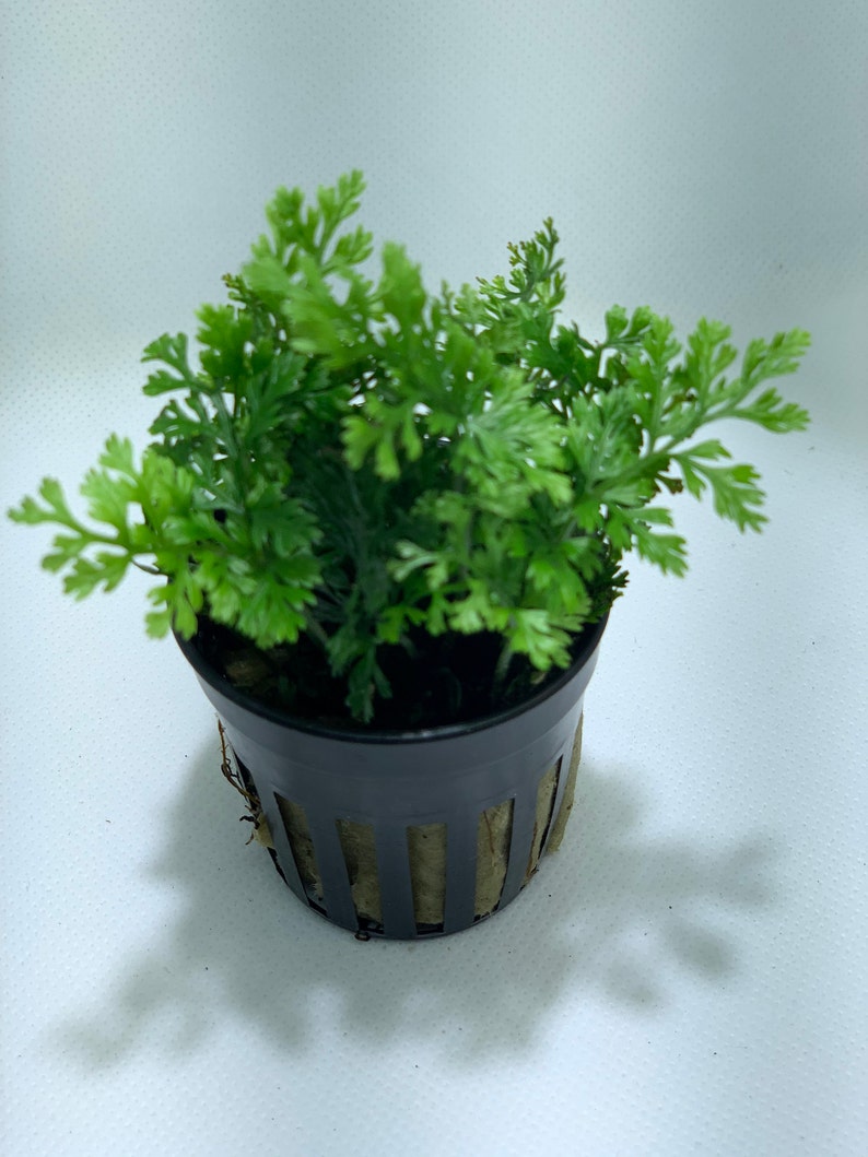 BUY 2 GET 1 FREE Mini Bolbitis Bolbitis Heudelotii Live Aquarium Plants Aquatic Plants image 2