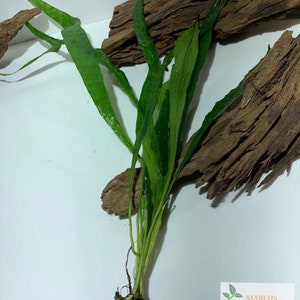5 Java Fern Microsorum pteropus Easy Live Aquarium Plants Aquatic Plants image 5