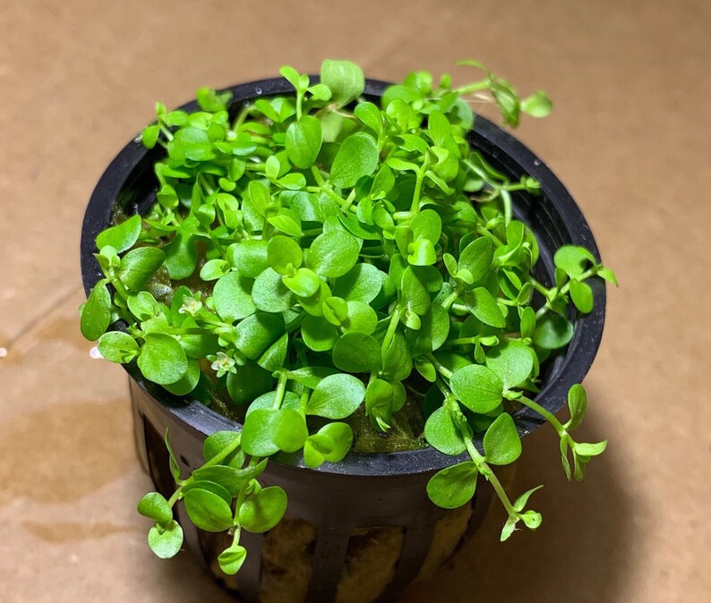 May include: A small pot of green foliage with small, round leaves. The plant is growing in a black plastic pot with a grid pattern.