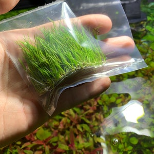 3x Dwarf Hair Grass Eleocharis Acicularis Live Aquarium Plants image 2