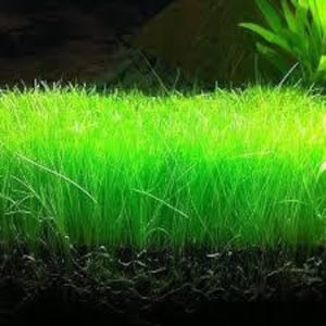 May include: A close-up of a lush green carpet of grass growing in a fish tank. The grass is very dense and appears to be healthy.