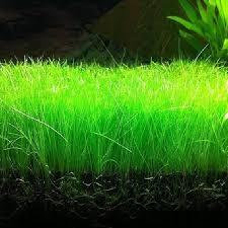 May include: A close-up of a lush green carpet of grass growing in a fish tank. The grass is very dense and appears to be healthy.