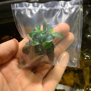 BUY 2 GET 1 FREE Anubias Nana Petite On Lava Rock Easy Live Aquarium Plant image 3