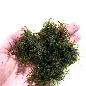 Java Moss Vesicularia Dubyana 1 Pound Live Aquarium Plants image 4