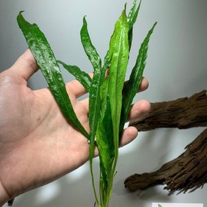 May include: A close-up of a green aquatic plant with long, narrow leaves. The plant is being held in a hand, and the roots are visible at the bottom.