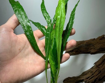 5 Java Fern Microsorum pteropus Easy Live Aquarium Plants Aquatic Plants