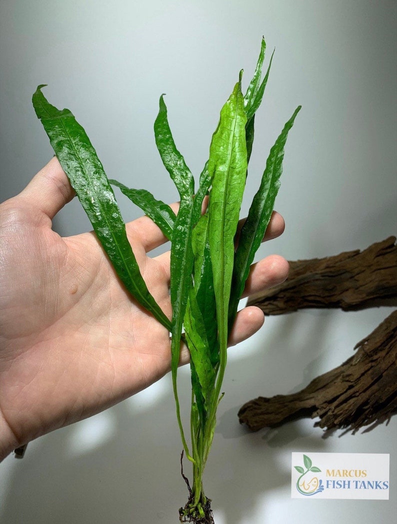 3x Java Fern Microsorum Pteropus Live Aquarium Plants Aquatic Plants image 4