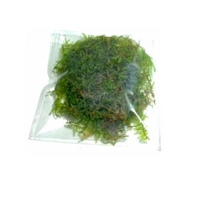 BUY 2 GET 1 FREE Christmas Moss Xmas Moss Vesicularia Montagnei Easy Live Aquarium Plants Willow Moss