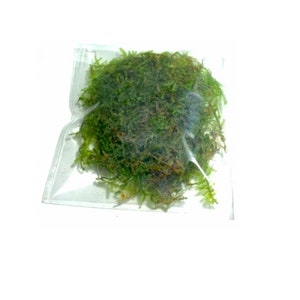 BUY 2 GET 1 FREE Christmas Moss Xmas Moss Vesicularia Montagnei Easy Live Aquarium Plants Willow Moss image 3