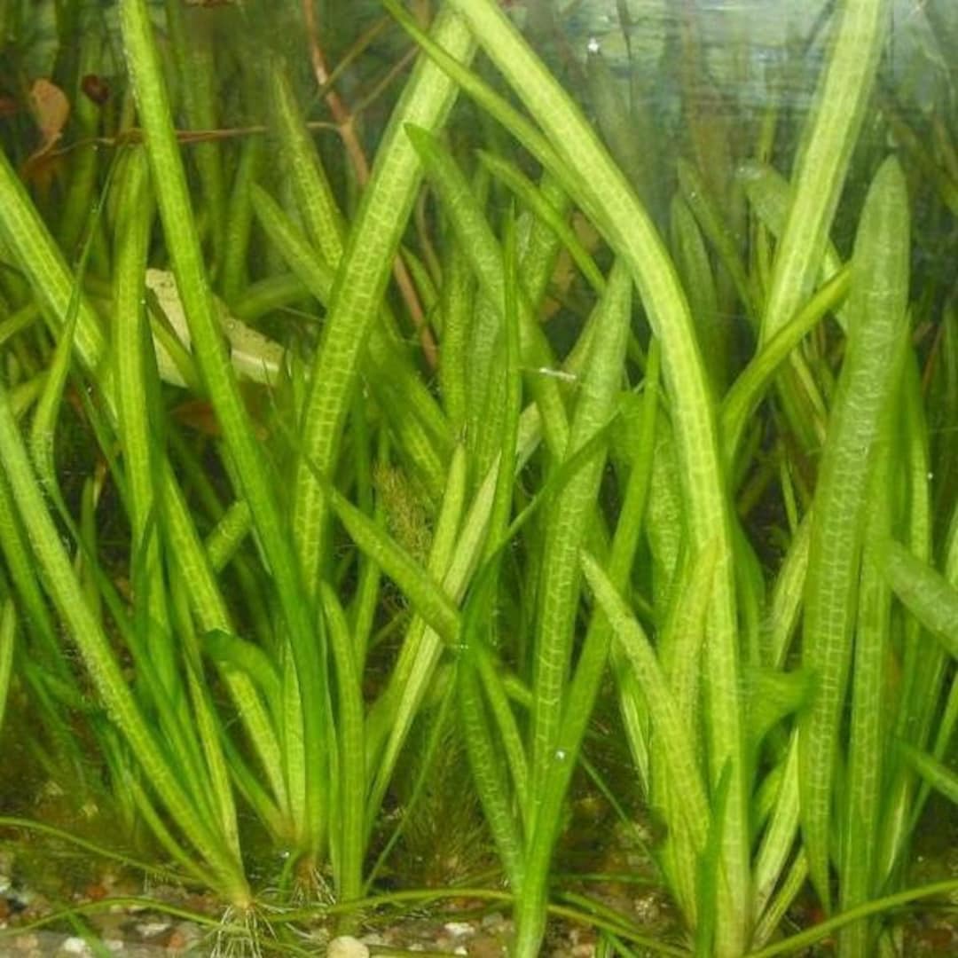 BUY 2 GET 1 FREE 5 Jungle Val Italian Val Vallisneria Live Aquarium Plants  - Etsy