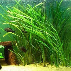 BUY 2 GET 1 FREE 5x Jungle Vallisneria Live Aquarium Plants Jungle Val Eel Grass Aquatic Plant