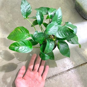 May include: A small green houseplant with large, pointed leaves. The plant is in a small pot and is about the size of a person's hand.