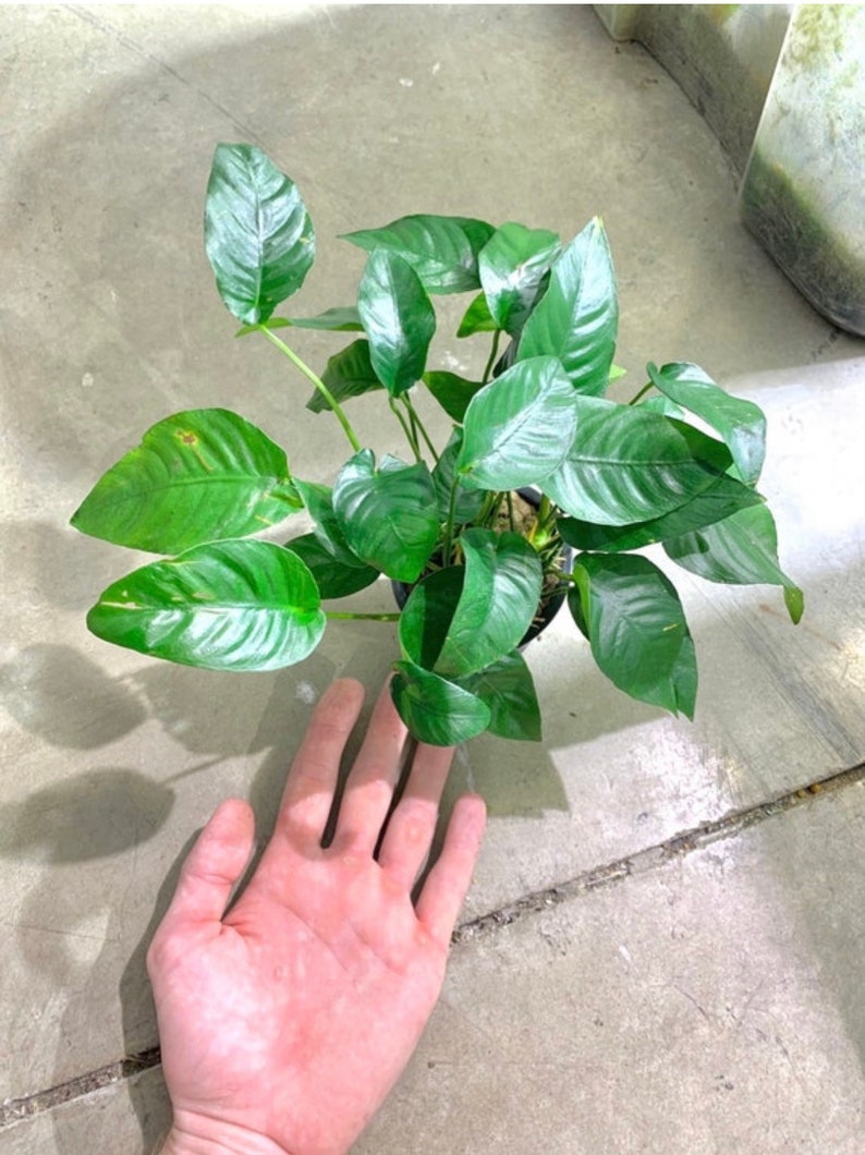 Anubias Barteri MOTHER Pot XXL Large Freshwater Aquatic Live Aquarium Plants image 1