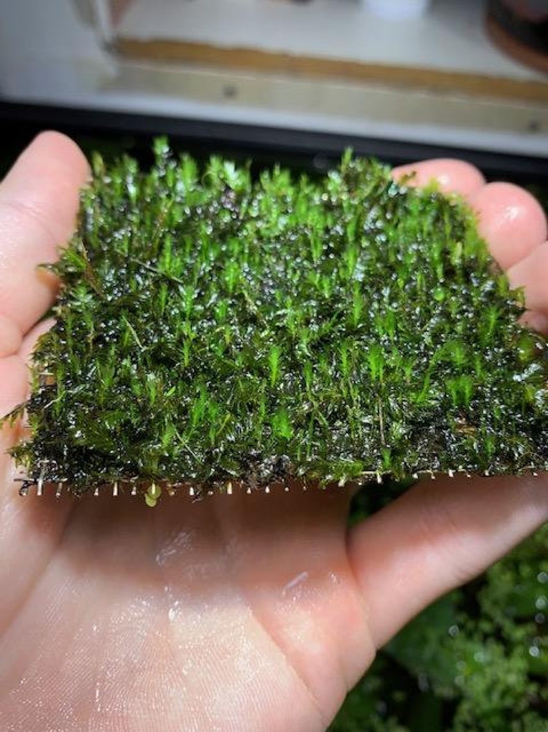 Fissidens Nobilis Moss Mat image 3