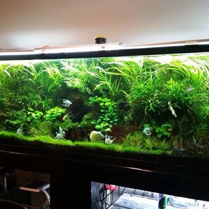 BUY 2 GET 1 FREE 5x Jungle Val Aquarium Plants Jungle Vallisneria Live Aquarium Plants Freshwater Aquatic Plants image 9