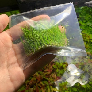 3x Dwarf Hair Grass Eleocharis Acicularis Live Aquarium Plants image 8